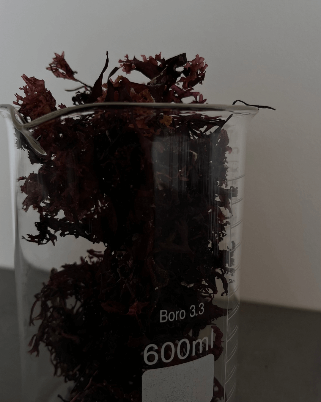 Chondrus crispus: l'algue bretonne qui apaise les peaux sensibles, sujettes à l'eczéma et la dermite atopique